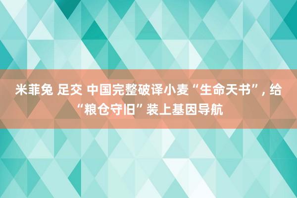 米菲兔 足交 中国完整破译小麦“生命天书”， 给“粮仓守旧”装上基因导航